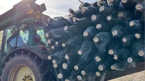 A tractor piled with Christmas trees wrapped in mesh