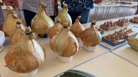 Nine white onions are displayed on the judging table in little bowls to raise them off the table. There are mini shallots next them in a different category.