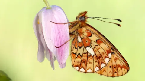 Iain H Leach Close up of the pearl-bordered fritillary resting on a plant. The butterfly is resting on a pink flower.