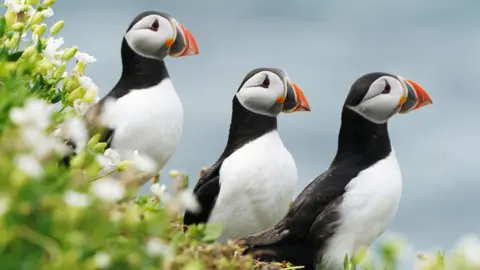 Three black and white puffins, with colourful beaks.