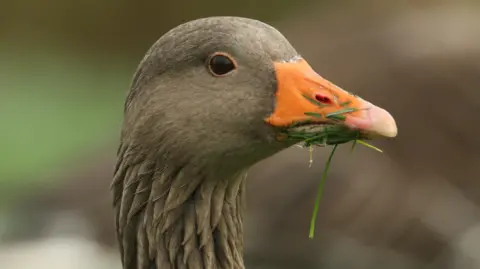 Greylag goose