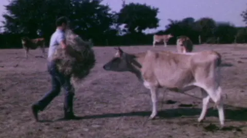 A farmer carries straw to a Jersey cow which appears to be thin. The field is brown and parched.