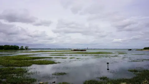 Getty Images An estuary marsh flooded with water. Large puddles of water sit in the marsh with green grass poking through the water.