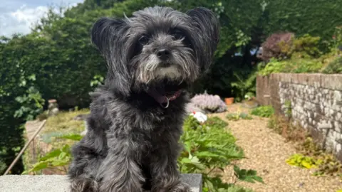 Nutkin A dog looking into the camera at St Briavel's in Gloucestershire with greenery behind them.