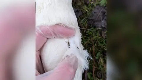 RSPCA Fishing hook stuck in swan's neck