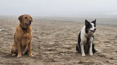 Samantha Bufton A brown Labrador and a black-and-white Border Collie sit on a sandy beach. The dogs face slightly to the side, with mist or sea fog obscuring the background and creating a muted, grey coastal scene.