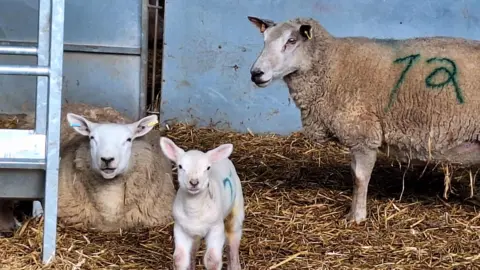 BBC Weather Watchers / Step Counter A sheep sits on straw in a shelter, next to a tiny white lamb. They're both looking straight ahead while another, larger, sheep stands to the side looking at them. 