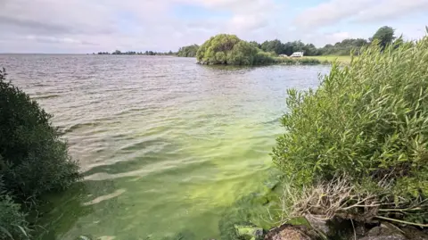 Blue-green algae is visible in the discolouring of the waters on the banks of the lough