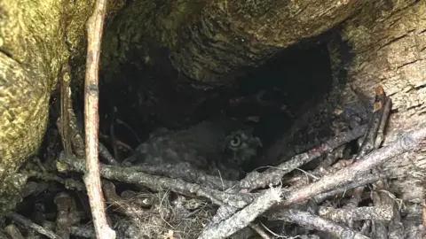 Downs Preparatory School Twiglet, after being returned to his nest