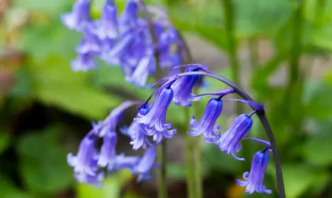 Close shot of purple bluebell flowers
