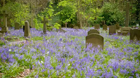 BBC A vast array of bluebells in a cemetery with headstones dotted around