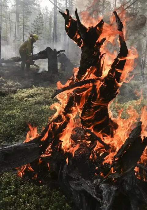 EPA A burning tree in Krasnoyarsk region, Russia. Photo: 1 August 2019