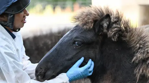 The Mare and Foal Sanctuary A woman in a white coat holding Flint under the head