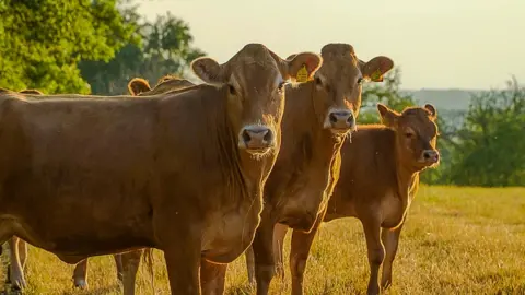Paul SG / BBC Weather Watchers Three light brown Jersey cows in a straw-coloured field in Nuneaton. There are trees in the background.