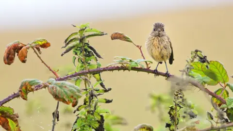South Downs National Park Authority A small bird standing on a bramble branch.