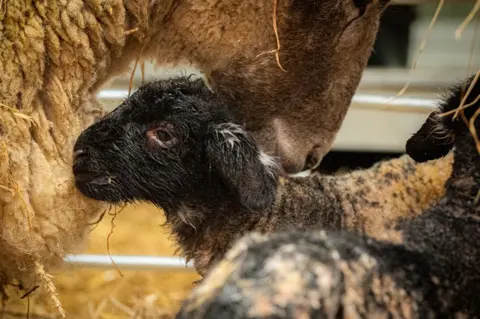 Dalscone Farm A small black sheep snuggles into its mother