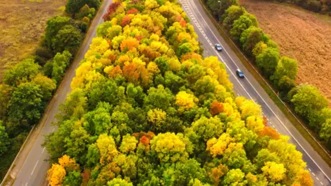 Dozens of green, bright yellow and brown trees pictured in between two roads in Antsy, Warwickshire, surrounded by rows of trees and brown fields lining the roads on each side. Two cars are pictured on the road to the right.