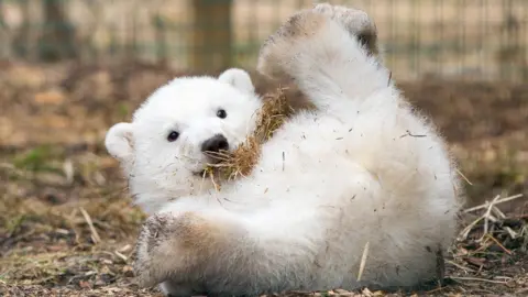 RZSS/Siân Addison Hamish is rolling on his back with his feet in the air. He has some straw in his mouth.