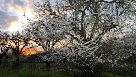 Getty Images Several hawthorn trees have been allowed to grow to maturity.  They are in a row and are in blossom.  The sun is setting and you can see this through the gaps in the trees.