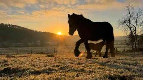 sent in by Marlyn McInnes from Perthshire as she sat and watched horses eat breakfast.