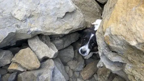 RNLI/Ed Thomas Jack Russell between rocks