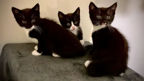 BBC Three black and white kittens looking at the camera