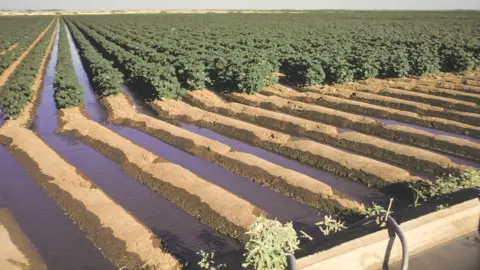 Getty Images Irrigated cotton fields in New Mexico
