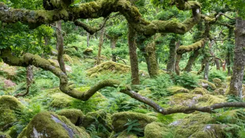 Getty Images Wistman's Wood on Dartmoor