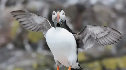 A black and white puffin, with wings outstretched, eating a small fish.