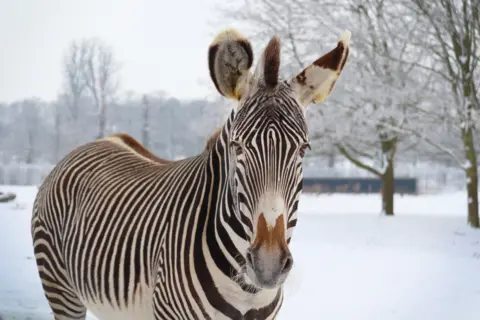 Woburn Safari Park A zebra in the snow at Woburn Safari Park
