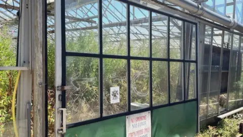 The glasshouse has a no smoking sign on it with overgrown plants in it. 