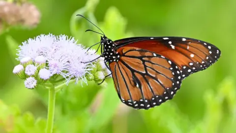 Jack Cochran A Danous ereresimus butterfly perched on a light purple flower. The butterfly has rich orange brown wings with black veins and a black edge adorned with white spots. His body is black with small white motorcycles. The background is a lush green.