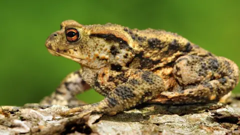 Science Photo Library Toad