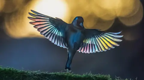 Andrew Fusek Peters A goldfinch with its wings outspread. The light can be seen refracting through its wing tips giving it a rainbow effect