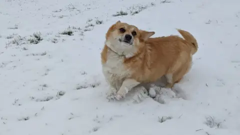 Caleb Mellen Carys the corgi