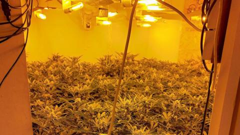 Cannabis plants being grown indoors 