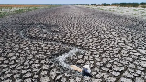 Fairfax Media/Getty Images A ram tries to make its way through a completely dried up river, surrounded by very dry mud