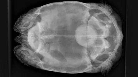 Viliam Hoferica an x ray of a tortoise showing a large bladder stone 