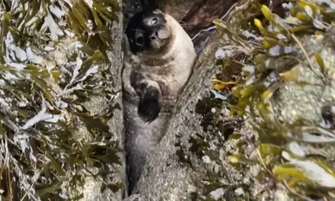 Lancashire Fire and Rescue Service The trapped seal pup