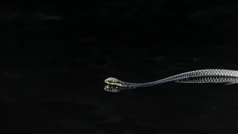 Max Pletzer/PA Media Max Pletzer's photo River Crossing