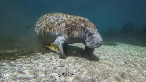 Jeff Hester/Silverback/Netflix Manatee pictured in the warm water of Florida, USA