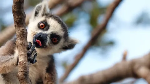 Getty Images Lemur