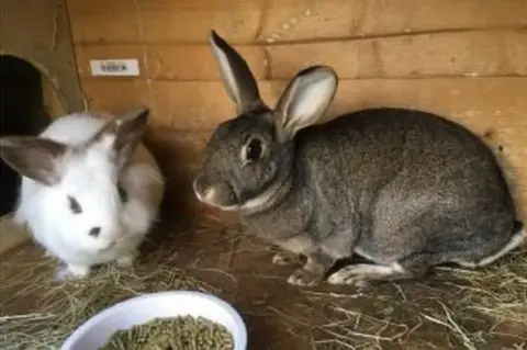 Brinsley Animal Rescue Walter and George