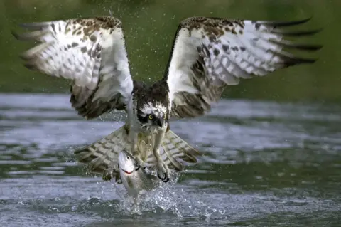 GEOFF HARRIES Osprey taking a trout from the water