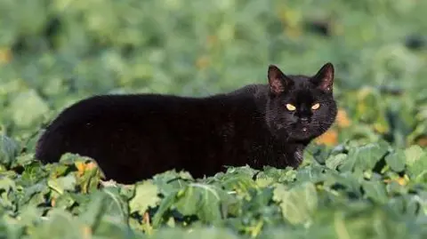 Getty Images A chunky black cat walks through a farmer's field in the sun and looks directly at the camera.