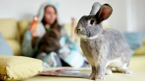 A grey rabbit stands on a table in a living room with its owner sitting down in the background