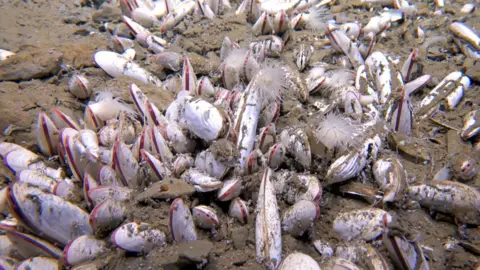 Idsse/cas pinkish-wite objects like Kook, like Baltinus, stand out from the seas of the brown sea. It is fond of white, spinal animals, free called polychates. This image was taken at the depths of approximately 6 kilometers in the Pacific trench