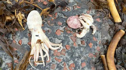 Weather watcher Stephen Wright a pile of seaweed and two dead white octopuses lying on the pavement