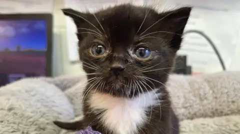 NAWT Cornwall Donut, the black and white kitten, sat up on a fleece blanket facing forwards