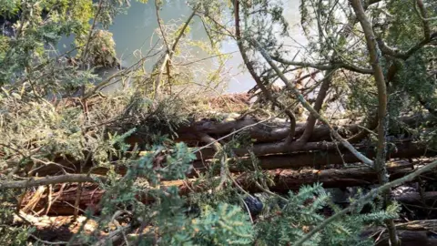 A large tree which has fallen into a flowing river